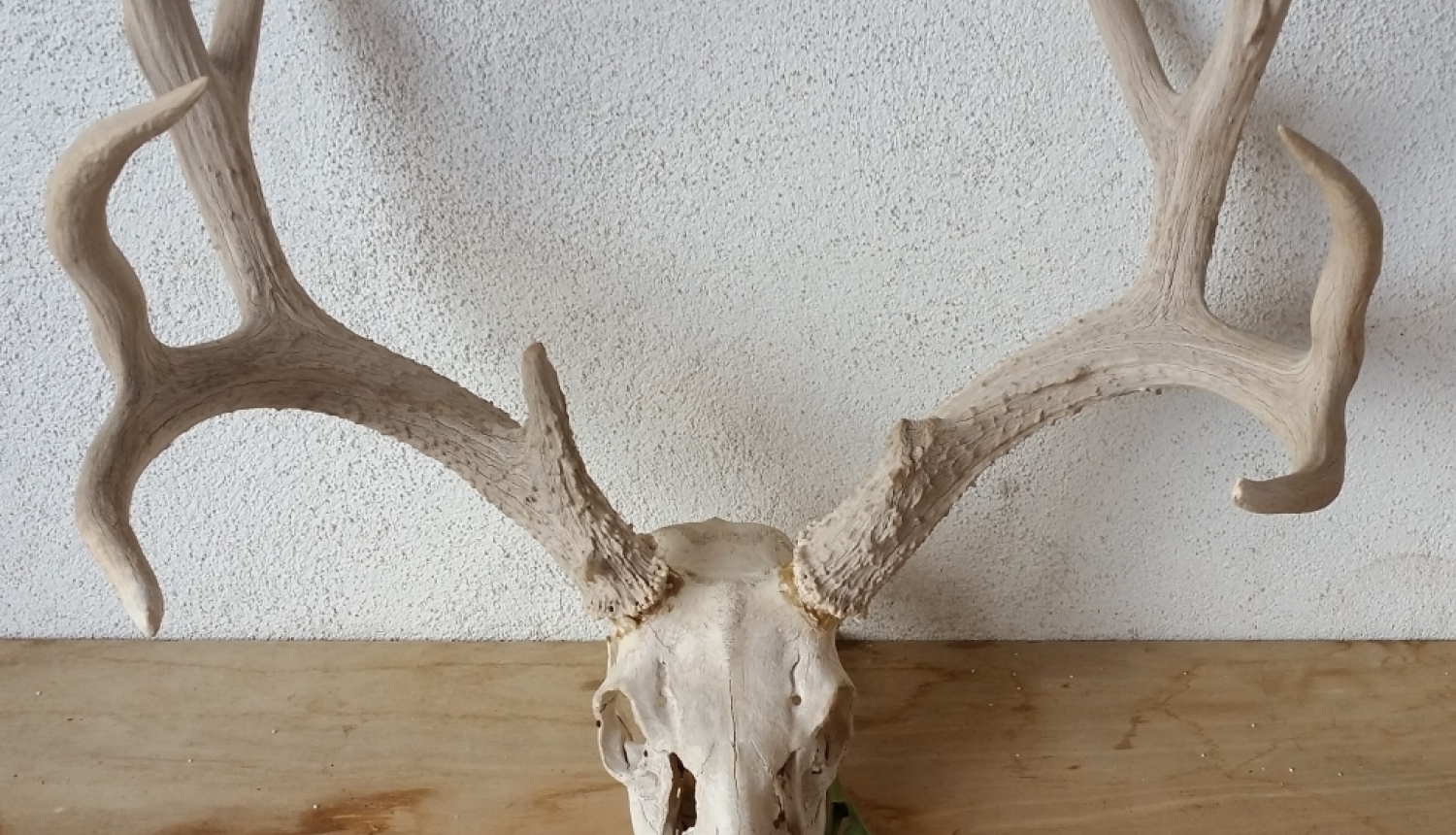 Meža dzīvnieka galvaskauss un ragi uz galda pie sienas, blakus viena puķe